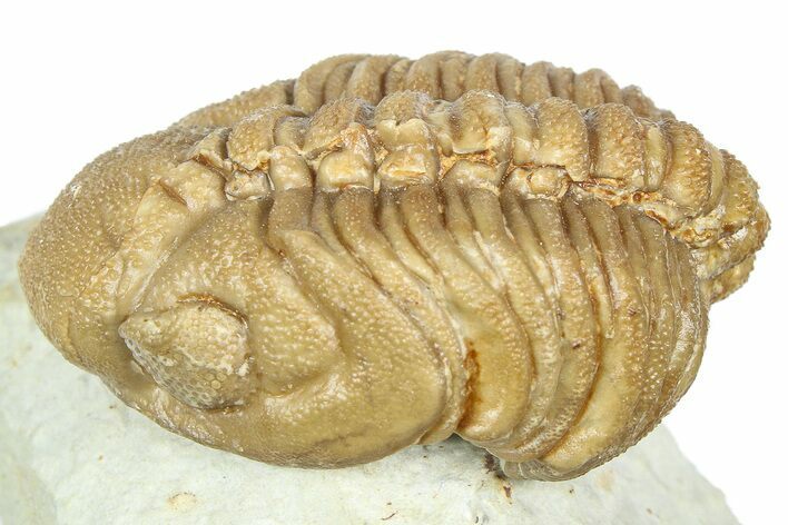 Bargain, Lochovella Trilobite - Black Cat Mountain, Oklahoma #363003
